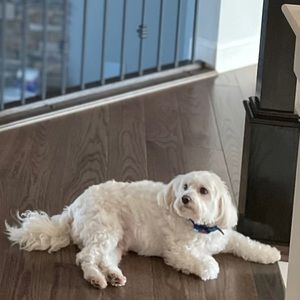 Meet your Posher, Ira